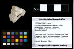 Foto (Objekt + Etiketten) von Goniodromites bidentatus (Reuss, 1858) 